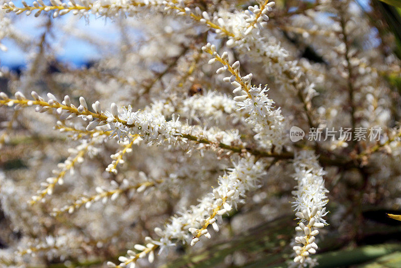 Ti Kouka (Cordyline australis)在花